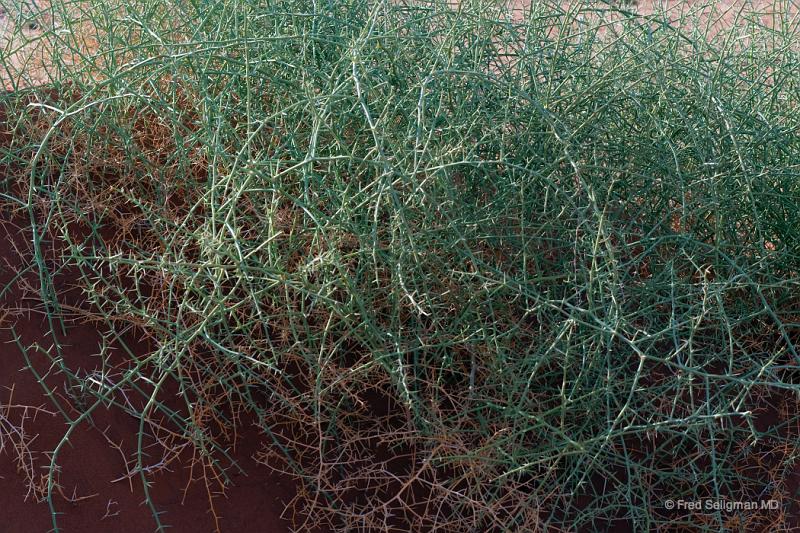 20090601_084517 D3 P1 P1.jpg - This ia a salsola kali, a desert plant that maintains water.  In an emergency one can sqeeze out the water to survive